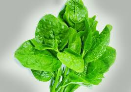Sayur bayam